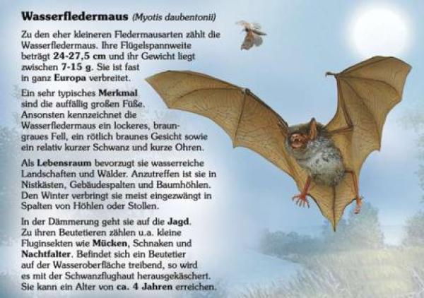 Kleinformatige Bild- und Lehrtafel: Wasserfledermaus